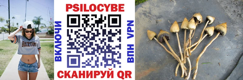 Псилоцибиновые грибы Psilocybe  Купить  Змеиногорск 